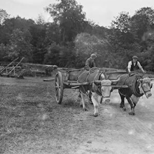 Oxen engaged on work at Cirencester Park 12 June 1923