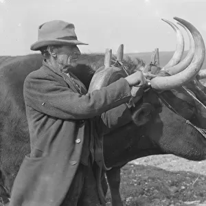 Oxen on a farm in Sussex The age of the beast is ascertained by the number of rings