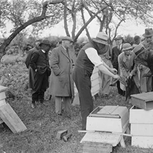 A Parson beekeeper showing off his hives. 1935