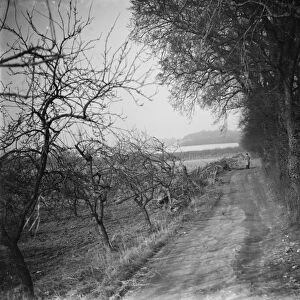 A path through Farningham Woods, Kent. 1938