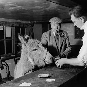 Pet donkey in The Blue Bell Inn, Beltring, Kent. The landlord, Stuart Butchers offers