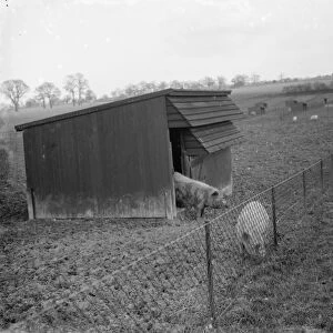 Pigs out in the fields at Tripes pig farm at Orpington in Kent. 1936