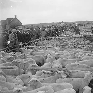 Plenty of Mutton. 10, 500 sheep were offered for sale at Lewes, Sussex, when