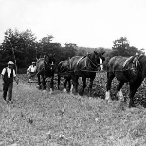 Ploughing in Paddock Wood, Kent in 1937