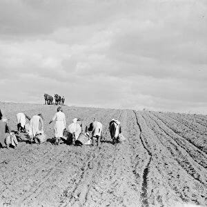 Potato pickers in St Mary Cray, Kent. 1938