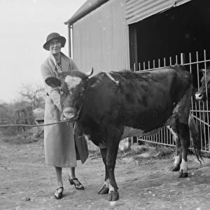 A pretty young heifer with a cowbell attached on a dairy farm in Cranbrook, Kent. 1935
