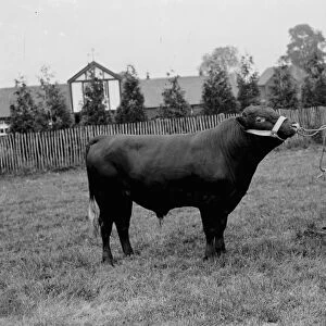 Prize bull. 1935