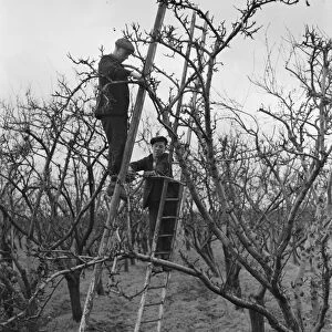 Pruning apple trees near Swanley, Kent. 9 December 1938