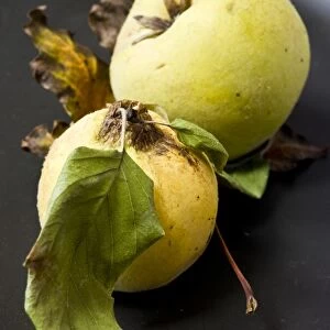 Two quinces on black plate. credit: Marie-Louise Avery / thePictureKitchen / TopFoto