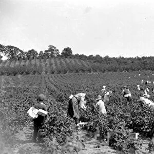 Raspberry picking at Swanley, Kent. 1934