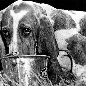Sam the Basset treats his torrid tongue to a refreshing dousing in a bucket of water