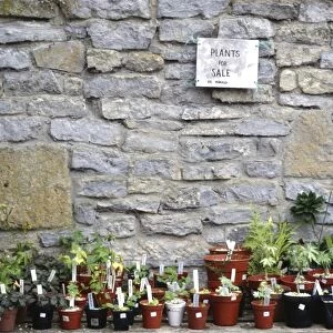 Selection of plants for sale in garden in front of old stone wall credit: Marie-Louise