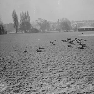 Sheep still covered in a dusting of snow in a field in Bexley, Kent. 1938