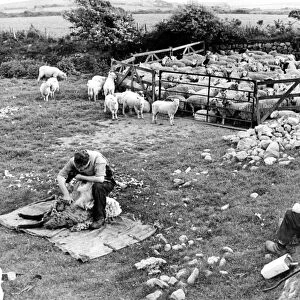 Sheep being hand clipped in Wales