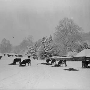 Snow scene in Downe, Kent. Cattle feeding. 1939