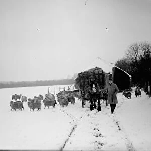 Snow scenes ( horse and cart and sheep ) Eynsford. 1938