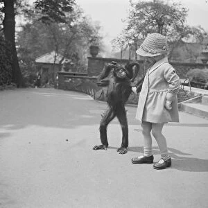 The spider monkeys girl Sally, the zoo spider monkey, takes a walk with a little