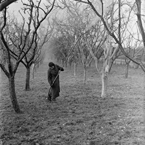 Spraying fruit trees in Swanley, Kent. 1937