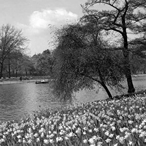 Spring daffodils in Regents Park, London, England. Late 1940s, early 1950s
