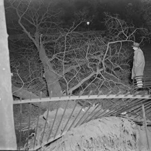 Storm damage in Sidcup, Kent. A tree has been uprooted. 1939