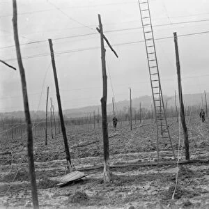 The stringing of the hop poles. 1937