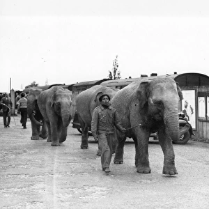 Taking the elephants off the train and leading them to the Circus at Foots Cray