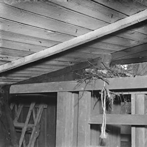 A thrushs nest on top of a garden seat in Sidcup, Kent. 1939