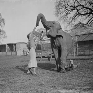 Training an elephant to do circus tricks at Maidstone, Kent. Note the person underneath