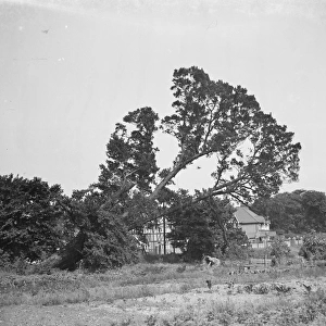 Tree felling in Crayford, Kent. 1939