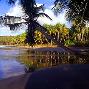 Tropical. 4 042. Grenada. La Sagesse beach