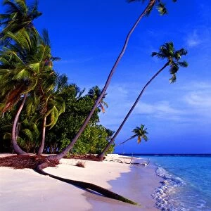 Tropical beauty. Maldives. Little Bandos