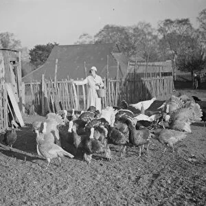 Turkeys on a farm in Frant feeding. 1937