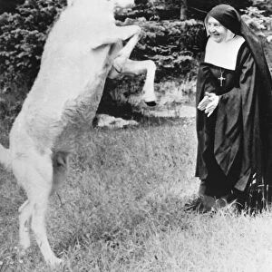 Twinkle, the dancing goat is among 120 animals Mother Cecilia Mary (75)