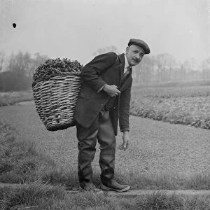 Watercress beds in Footscray cared for Mr Johnstone seen here with a basket load