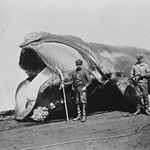 A whale brought ashore at South Georgia. The large island near the Antarctic Region
