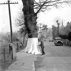 Whitewashing the tree trunks on the roadside for safety in Eynsford, Kent. 1934