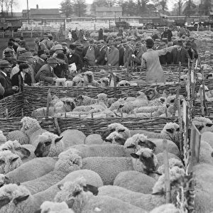 Wilton May Fair Sheep auction 14 May 1920