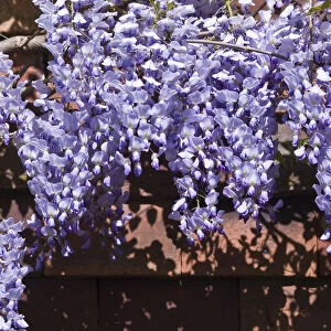 Wisteria on tiled wall of Kentish house UK credit: Marie-Louise Avery / thePictureKitchen