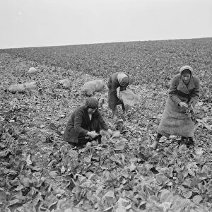 Women cutting spring cabbages in Birchwood, Kent. 1939