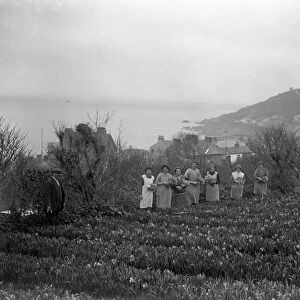 Women in the flower fields, cutting the flowers ( narcissi and daffodils ) for the