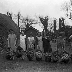 The women pickers of the spring flower harvest at Mousehole, Cornwall, show their