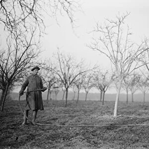 A worker spraying the tree in a fruit orchard in Swanley, Kent. 1939