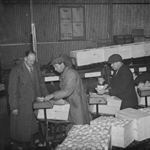 Workers busily demonstrating packing fruit at the Fruit Farm in Swanley, Kent. 1938