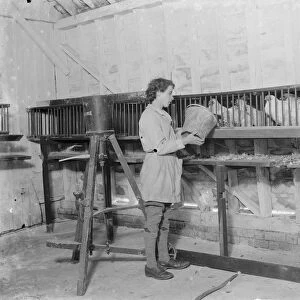 A young farm worker farmer feeds her chickens. 1935