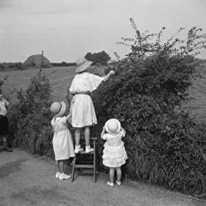 Young girls pick blackberries. 1936