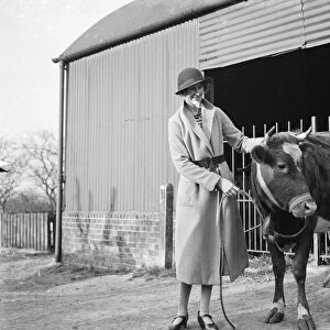 A young heifer wearing a cowbell, Cranbrook, Kent 1935