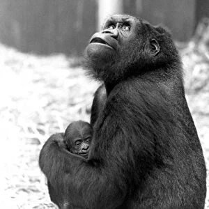 Young mother Shumba cradles her male offspring, named Kishum, who was the first arrival