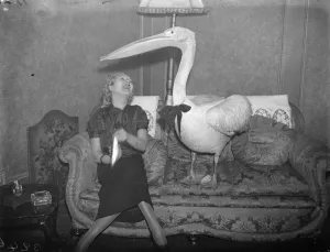American visitor to London brings pelican with her. A beautiful pelican three feet American visitor to London brings pelican with her. A beautiful pelican three feet