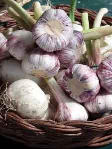 Basket of young whole fresh garlic showing freshly cut stems. Bougnt in Naples, Italy Basket of young whole fresh garlic showing freshly cut stems. Bougnt in Naples, Italy