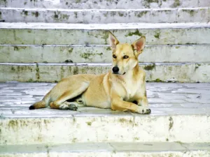 Beautiful pale dog on old stone steps, Symi Greece credit: Marie-Louise Avery / Beautiful pale dog on old stone steps, Symi Greece credit: Marie-Louise Avery /